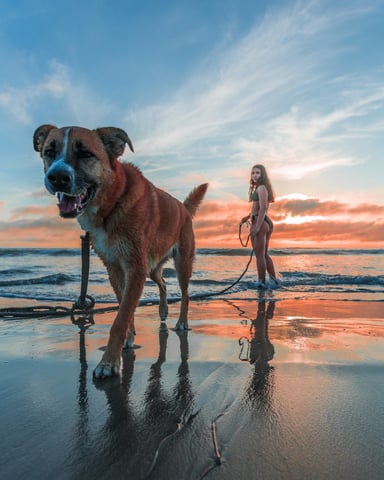 Woman with surfboard and dog on wet beach at sunset with ocean waves in background