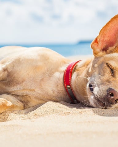 Tan dog with red collar sleeping on sandy beach with ocean and cliffs in background