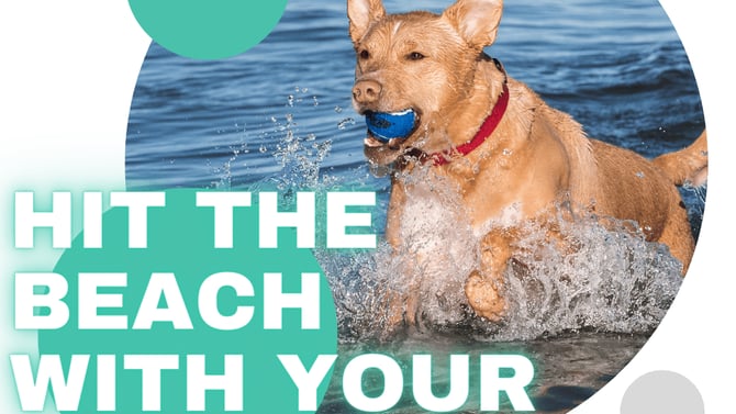 A Pet-Friendly Itinerary for Pass-A-Grille Beach!