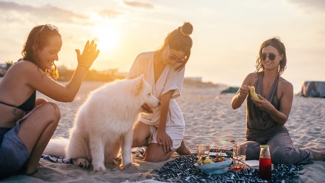 Pet Friendly Rentals St Petersburg Fl